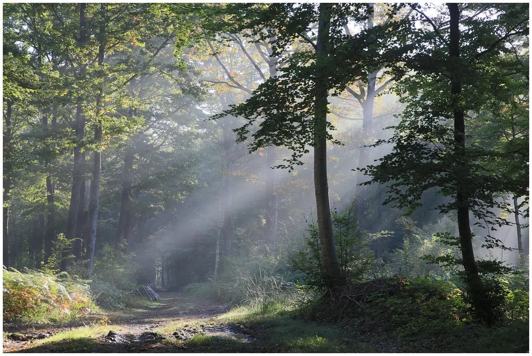 Sunlight through quiet trees