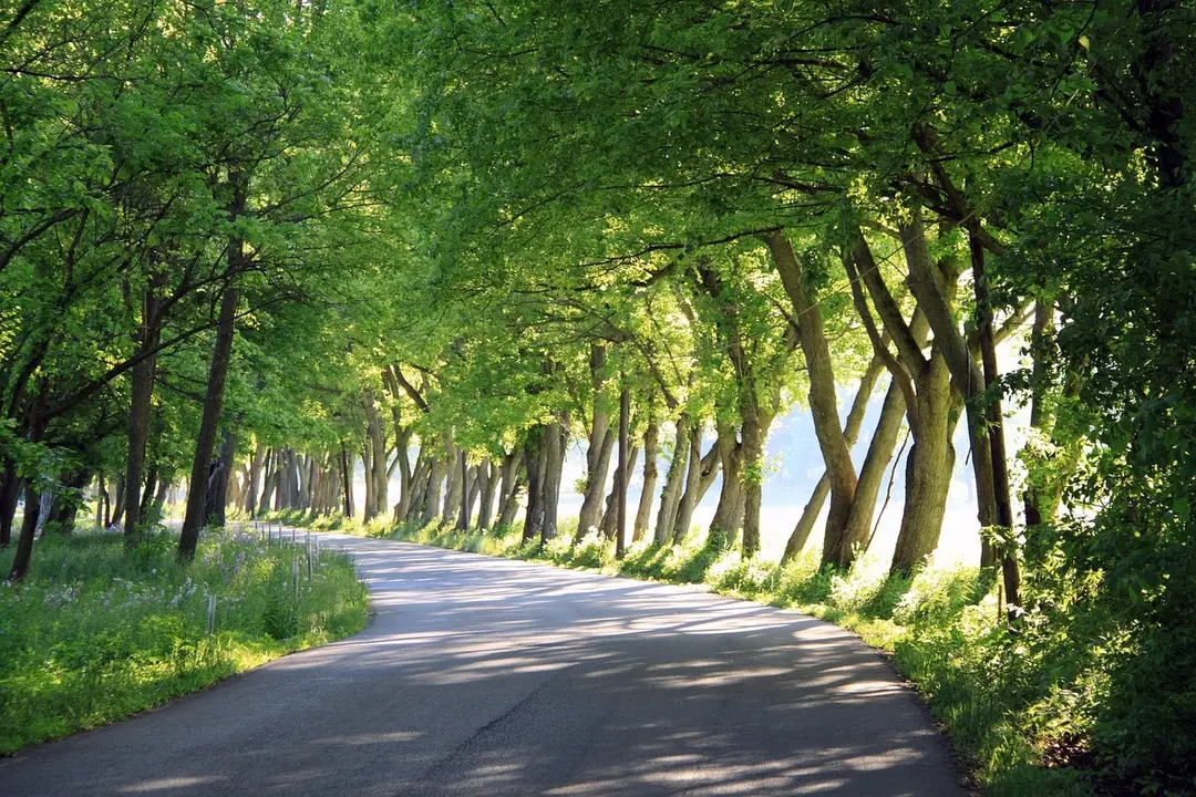 A sunny path through green trees